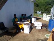 Nursery staff preparing 50,000 cabbage seedlings