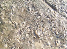 Cretaceous fossils in the "petrified forest"
