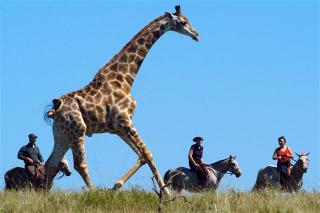 Riding with Giraffe on a Wild Coast Horse Safari