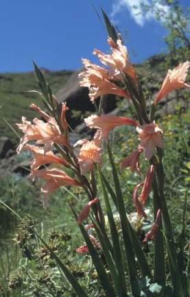 Gladiolus oppositiflorus (Transkei Gladiolus)