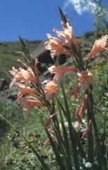 Gladiolus oppositiflorus (Transkei Gladiolus)