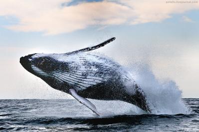 Humpback Whale: Feeding Frenzy off PSJ