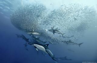 Sardine Run