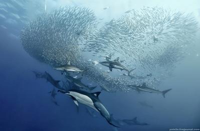 Dolphins &amp; Sharks: Feeding Frenzy off PSJ