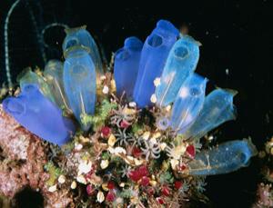 Sea Squirts