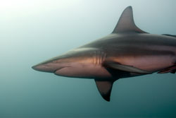 A black tip shark swims by the camera looking for food. Photo by Luke Cresswell.