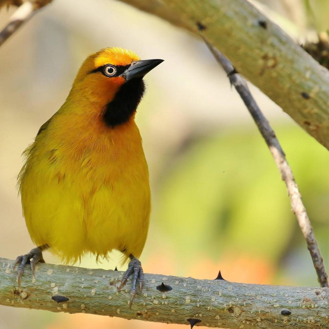 Spectacled Weaver (m) by Trevor Charters