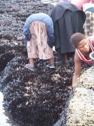 tons of beautiful mussels