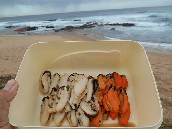 Facts about Mussels | Wild Coast