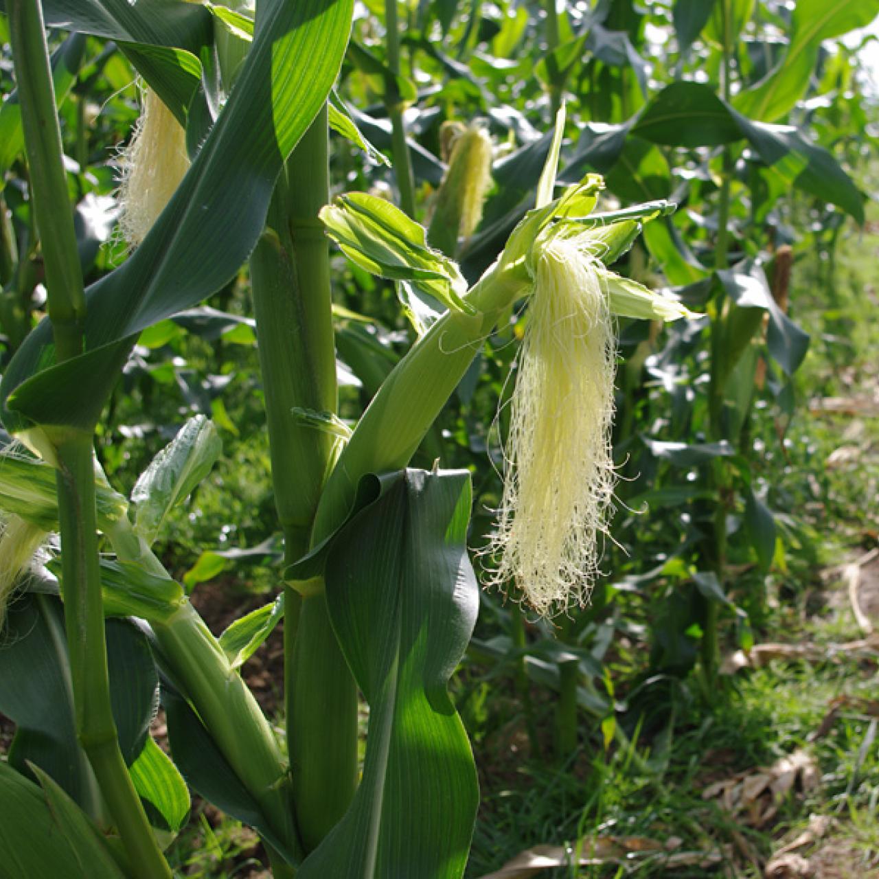 Maize ripening