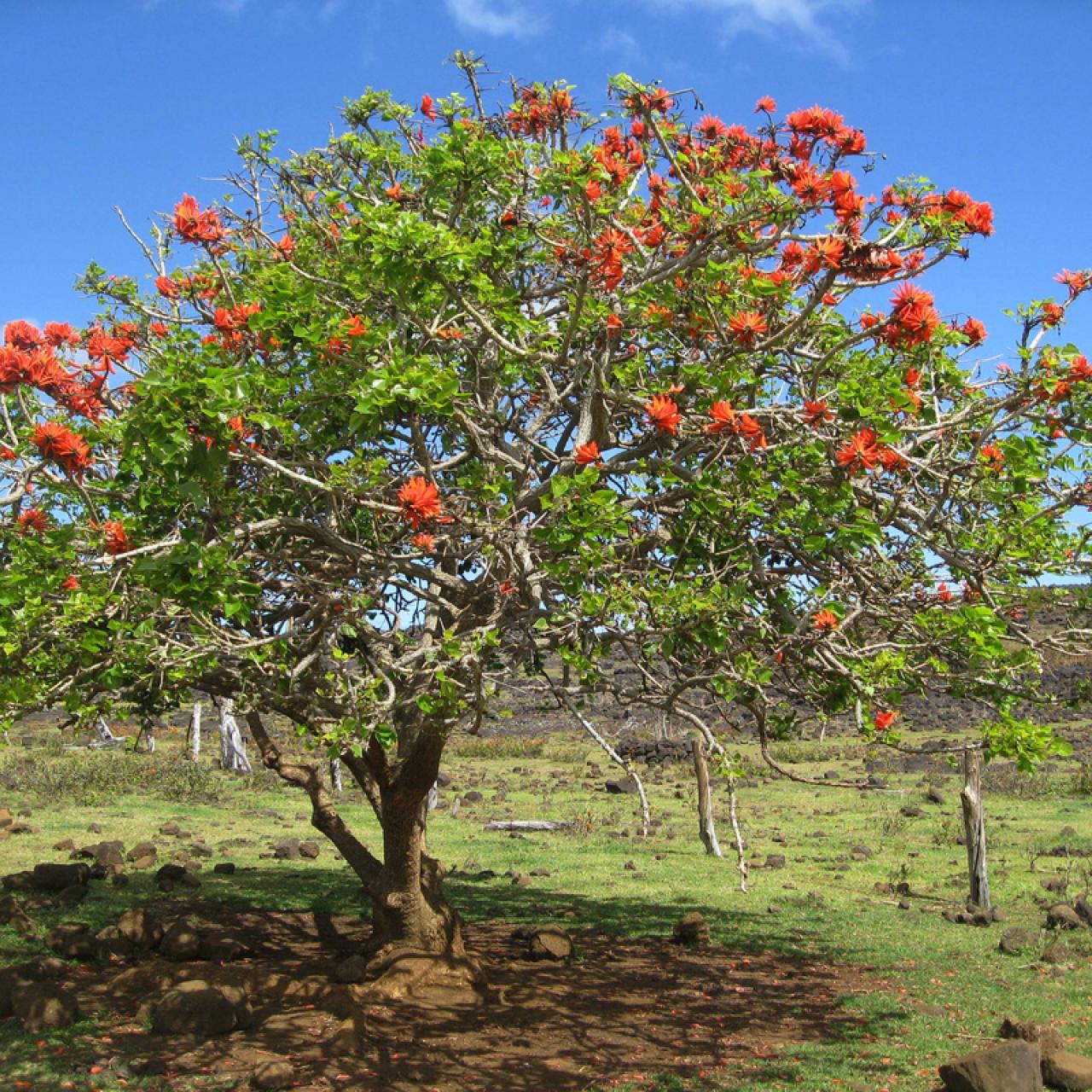 Erythrina lysistemon (Coral tree)