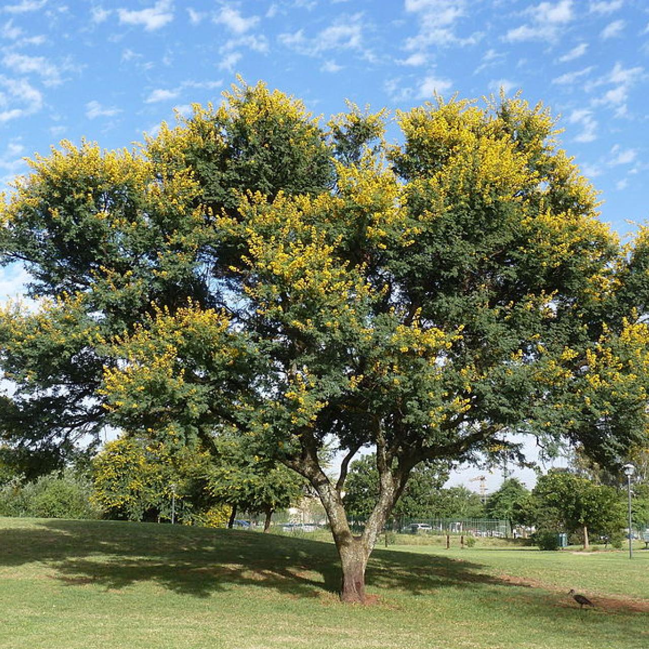 Acacia NOT Mimosa