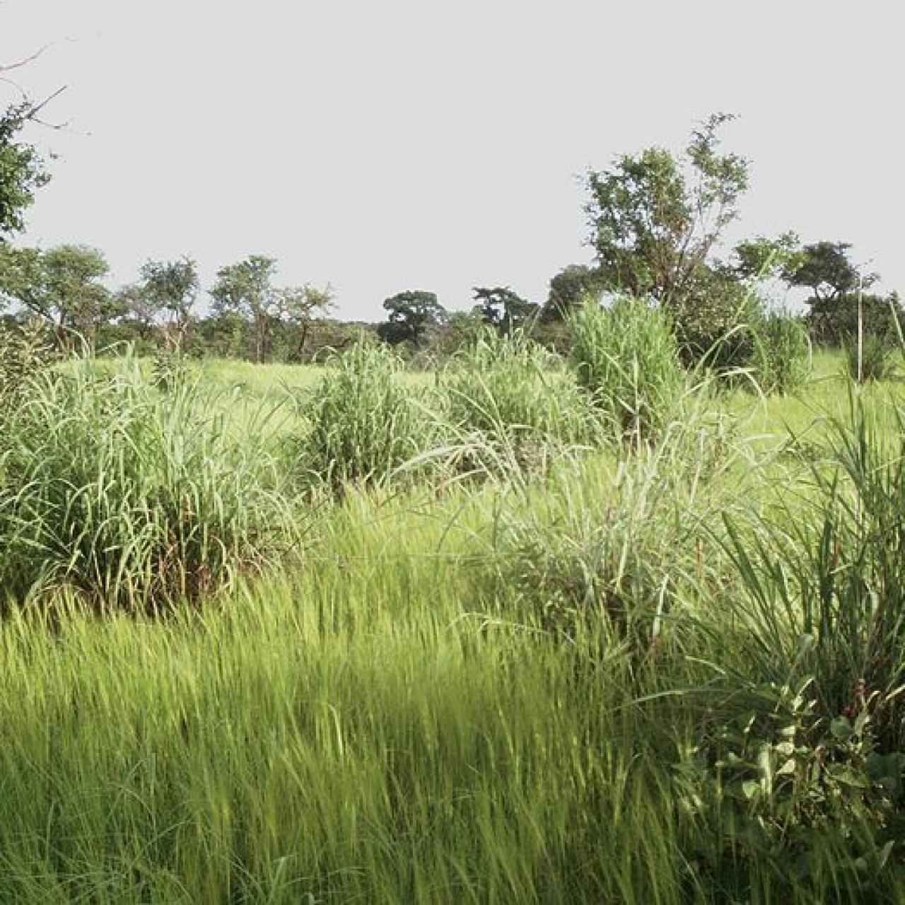 Andropogon gayanus (Tambuki grass)