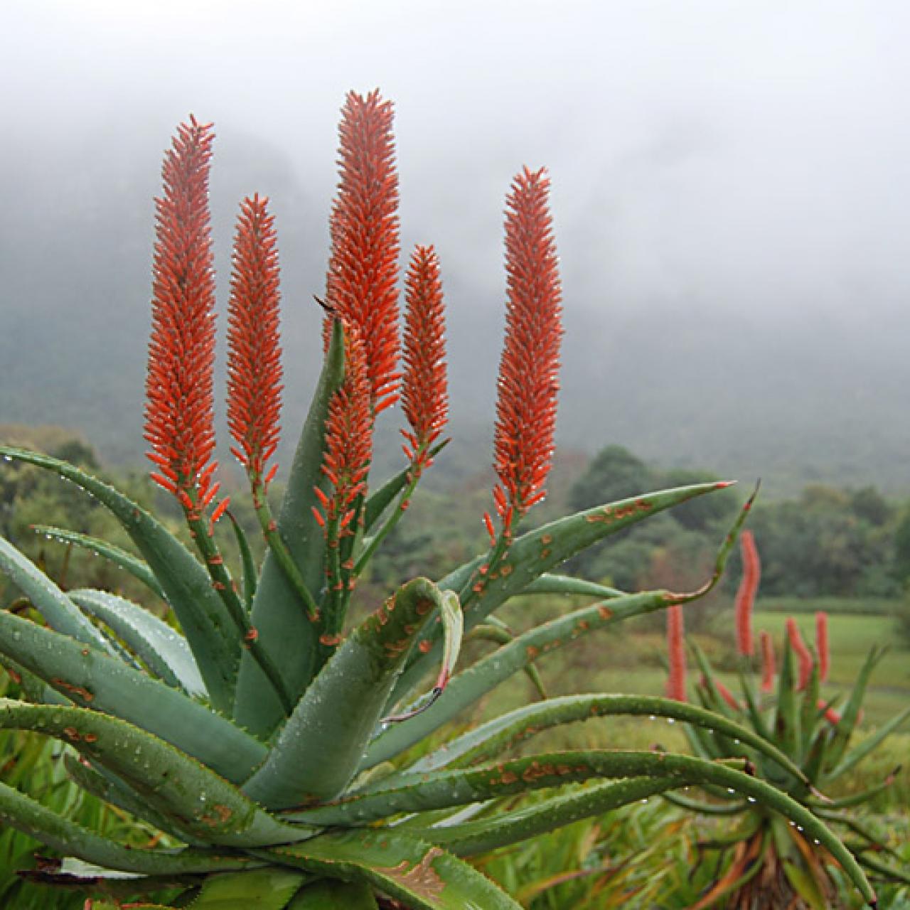 Aloe ferox Winter bloom