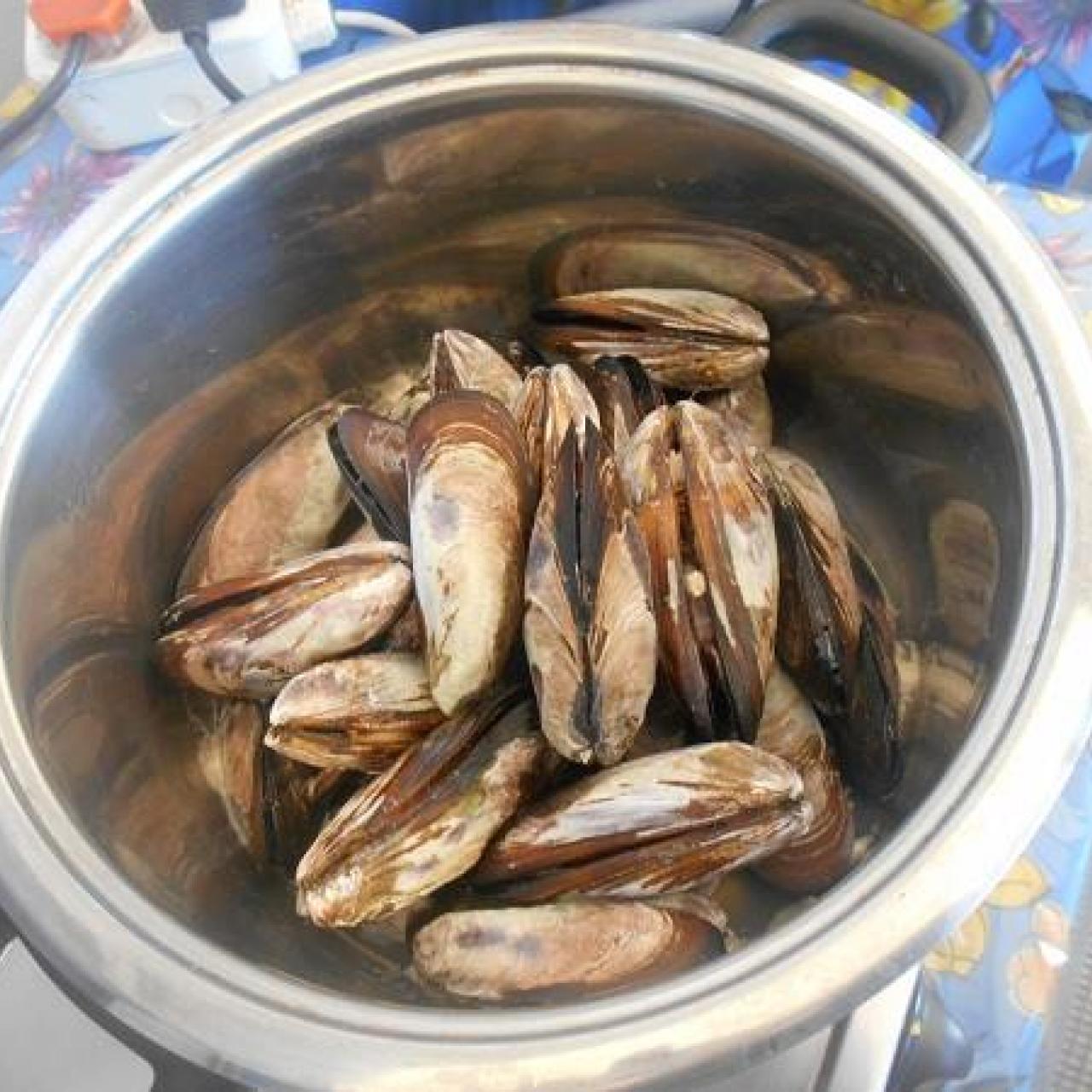 Brown mussel (Perna perna) (Photo: Glen Phillips)