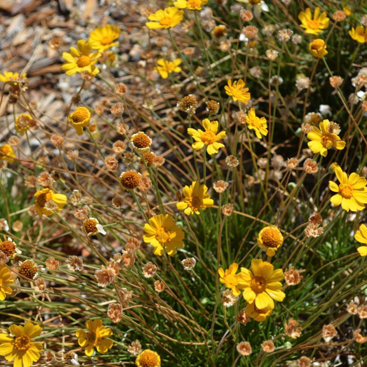 Tall yellow daisy