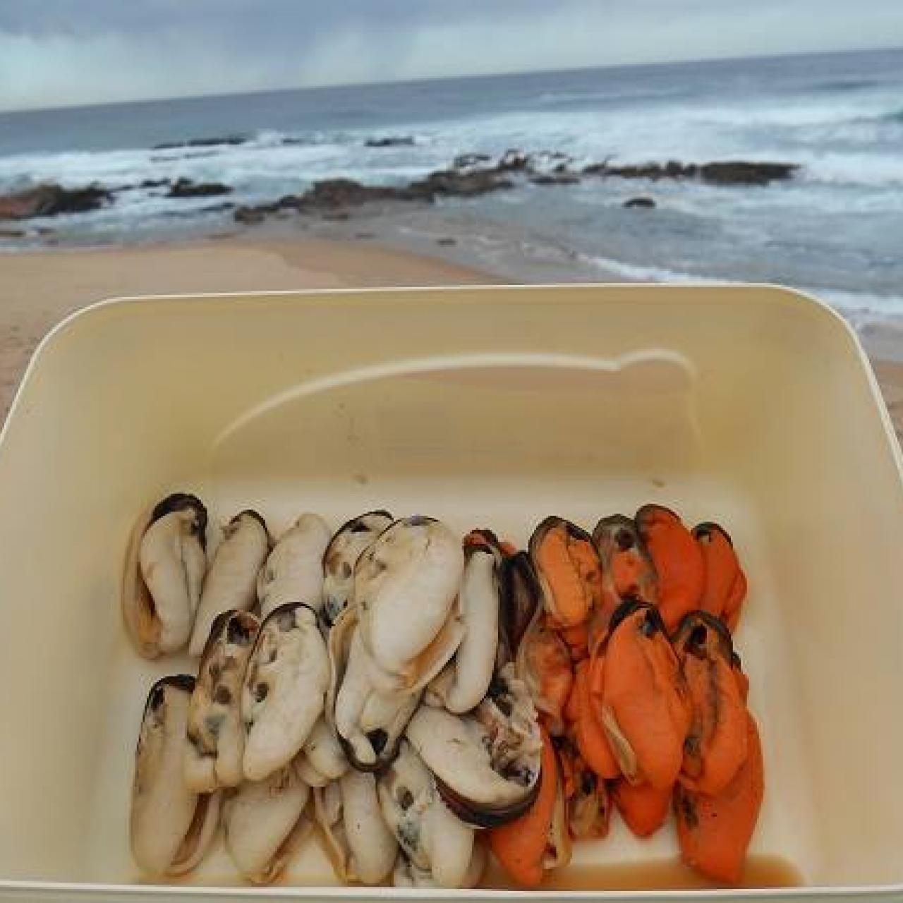 Male mussel is white, female is orange (Photo: Glen Phillips)