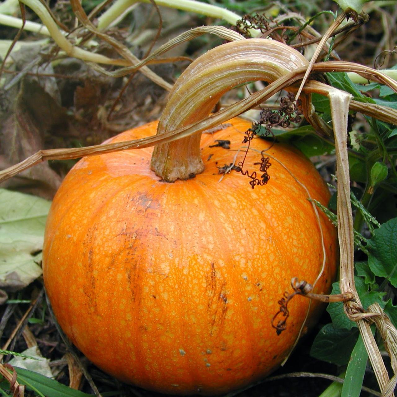 Pumpkin ripening on withered stalks