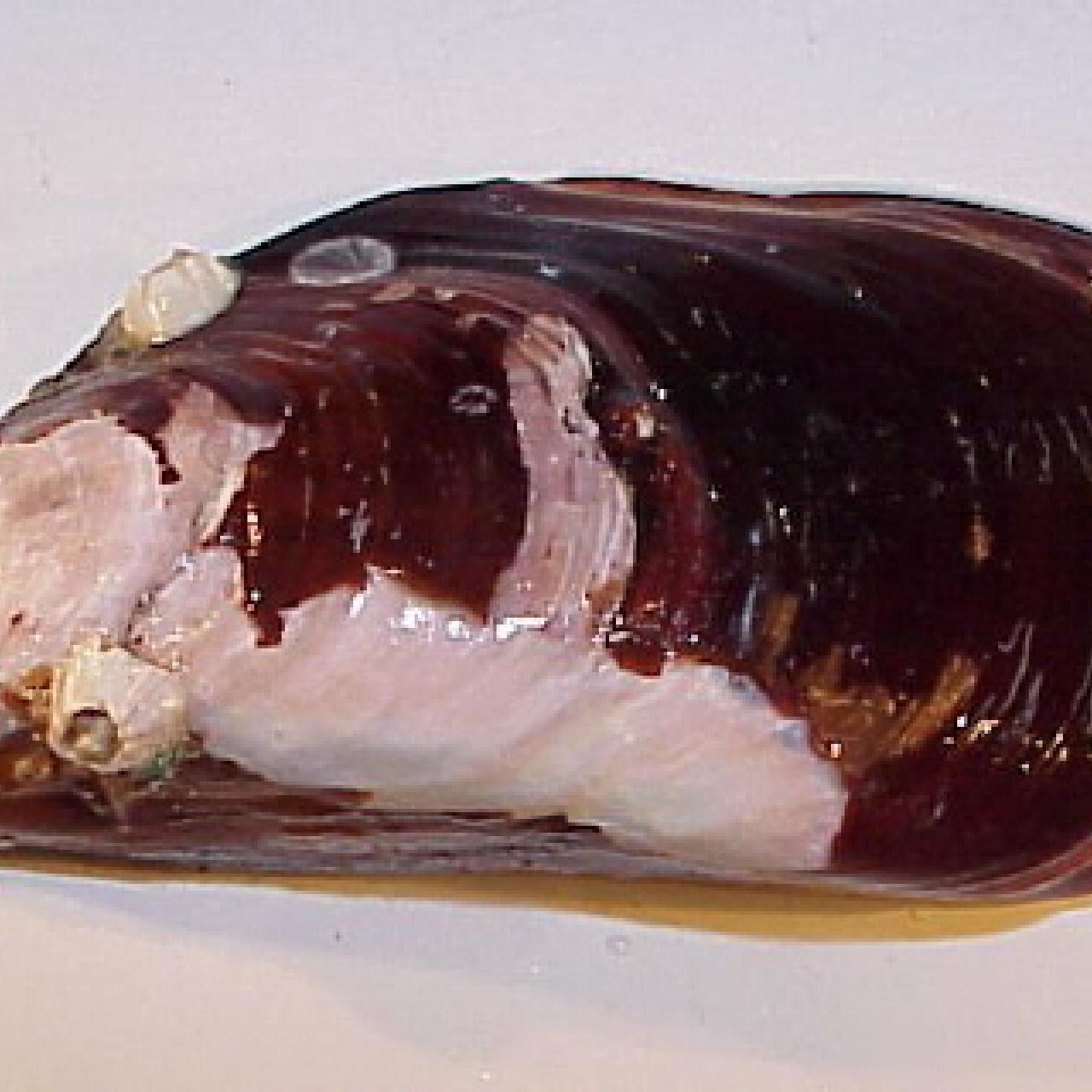 Brown mussel (Perna perna)