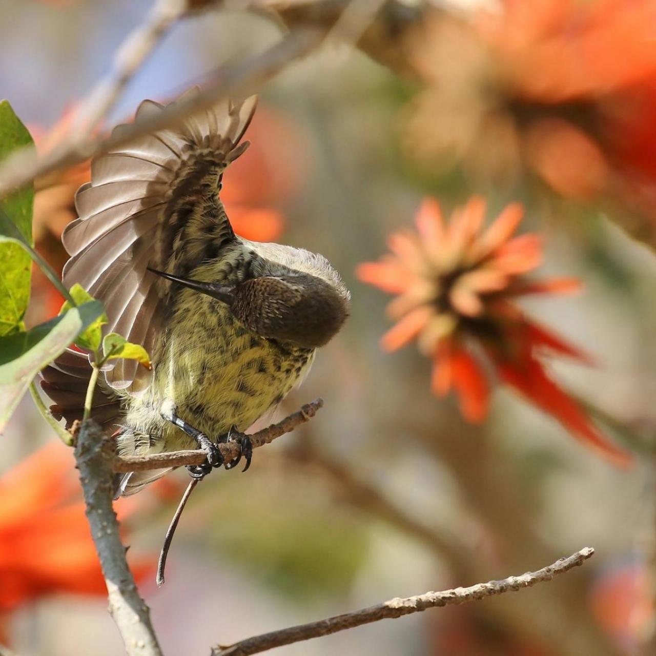 Amethyst Sunbird Female by Trevor Charters