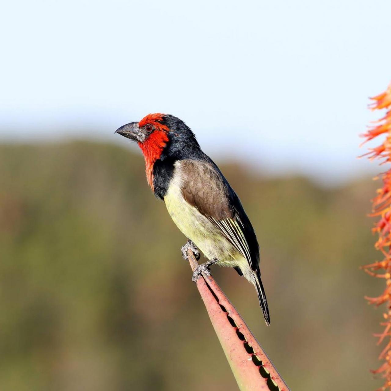 Black Collared Barbet by Trevor Charters