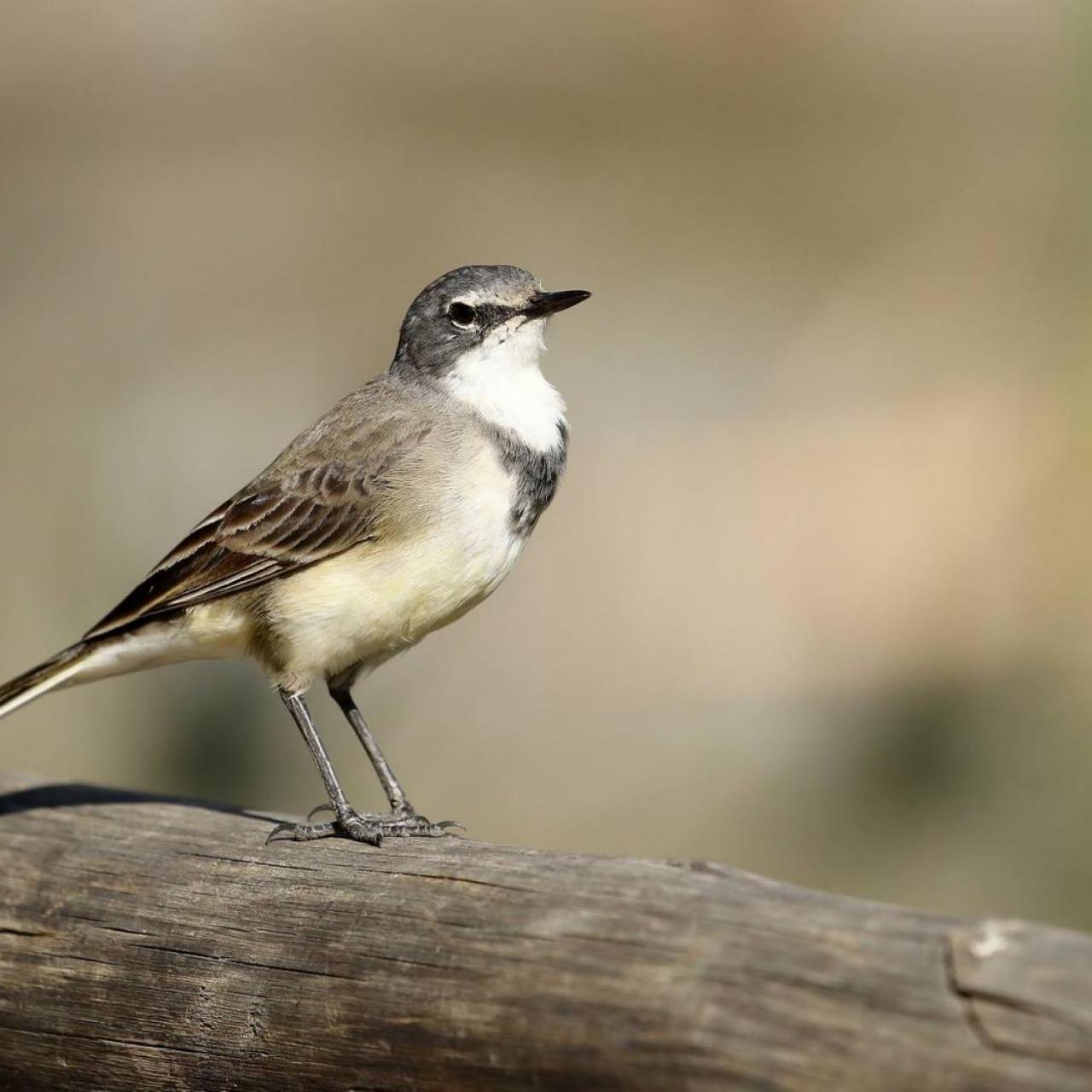 Cape Wagtail (f) by Trevor Charters