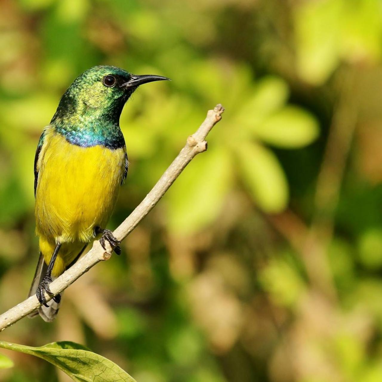 Collared Sunbird (m) by Trevor Charters