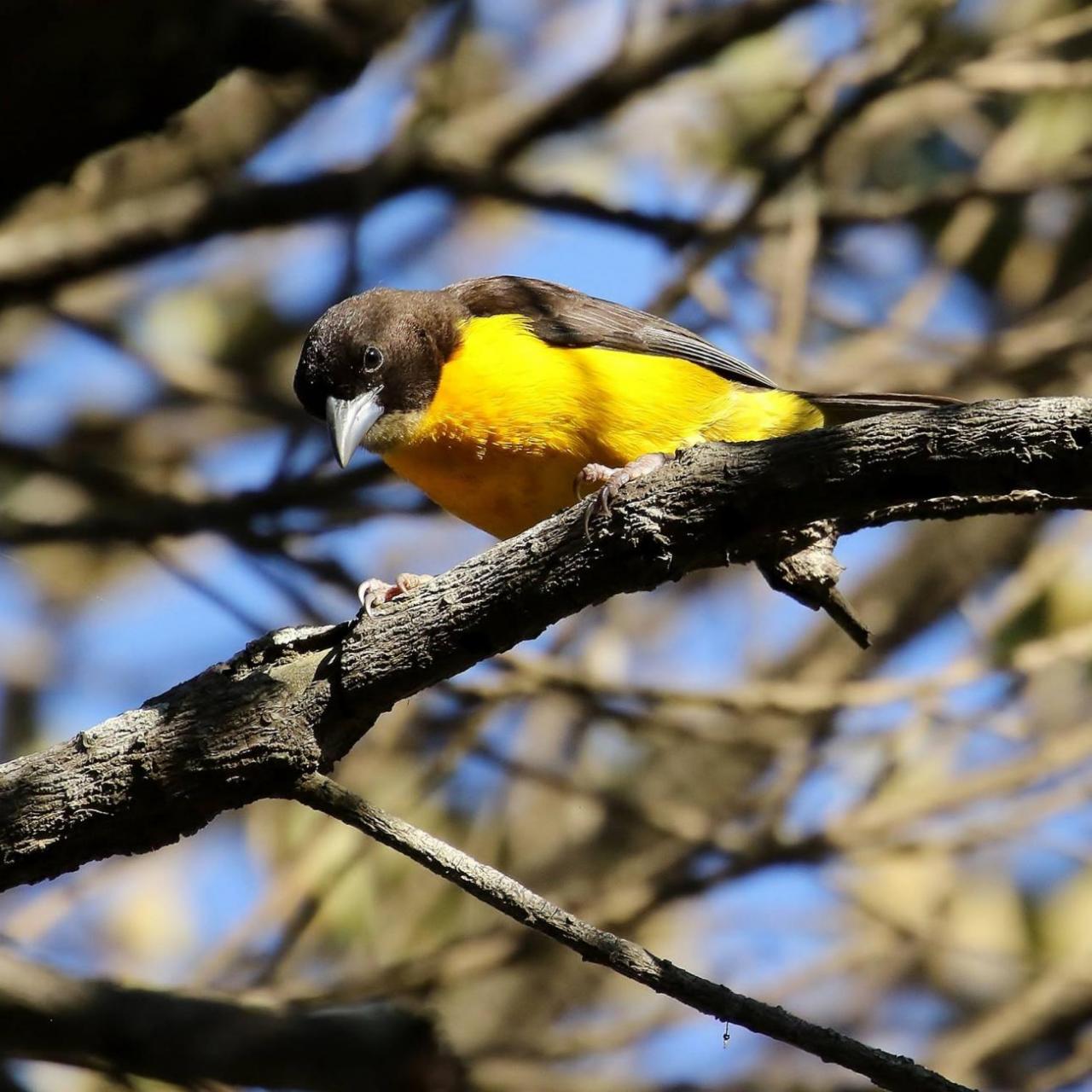 Dark Backed / Forest Weaver by Trevor Charters