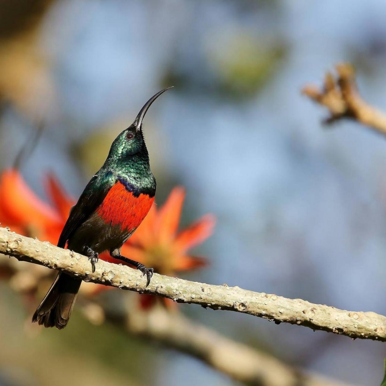Great Double Collared Sunbird (m) by Trevor Charters