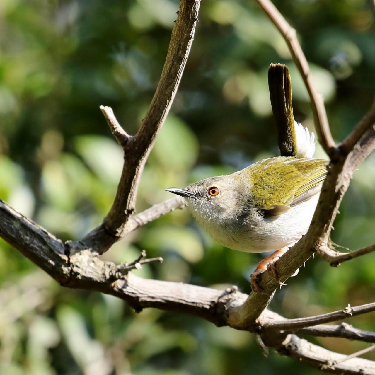 Green Backed Cameroptera by Trevor Charters