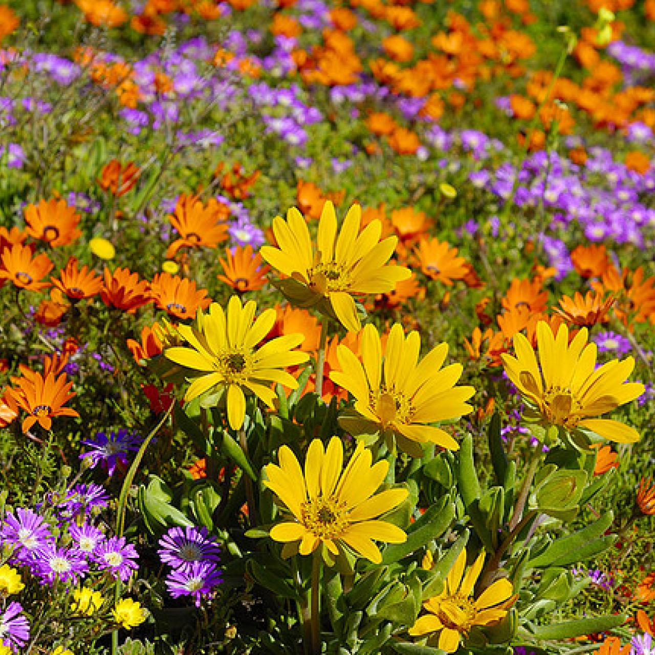 Small yellow daisy