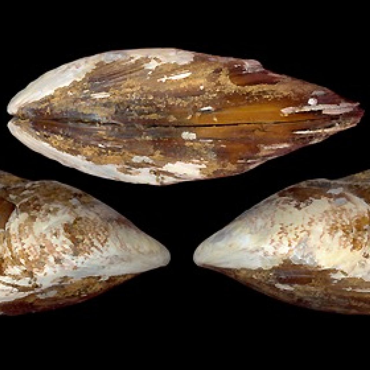 Brown mussel (Perna perna)