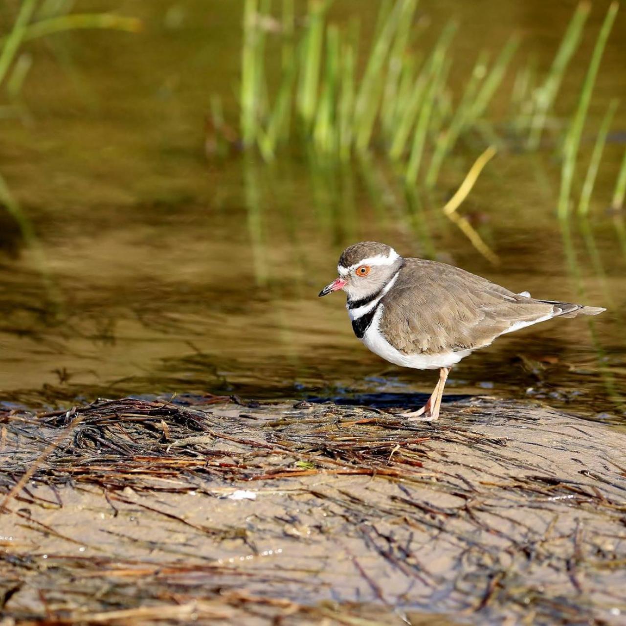 Three Banded Plover by Trevor Charters