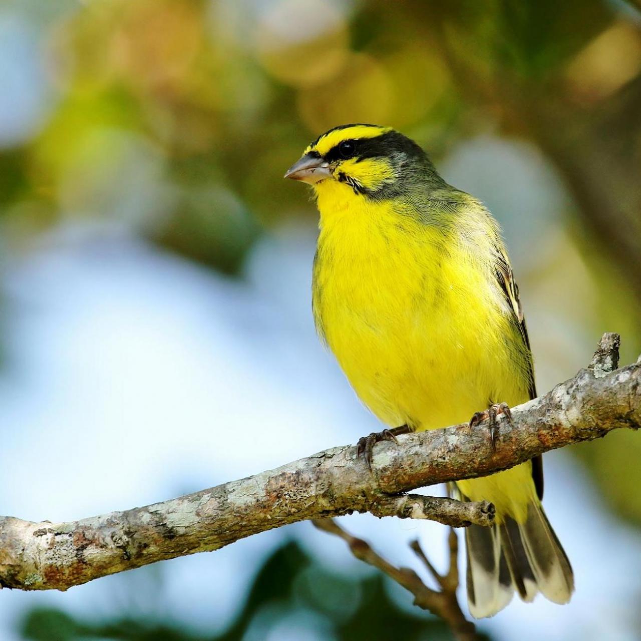 Yellow Fronted Canary by Trevor Charters