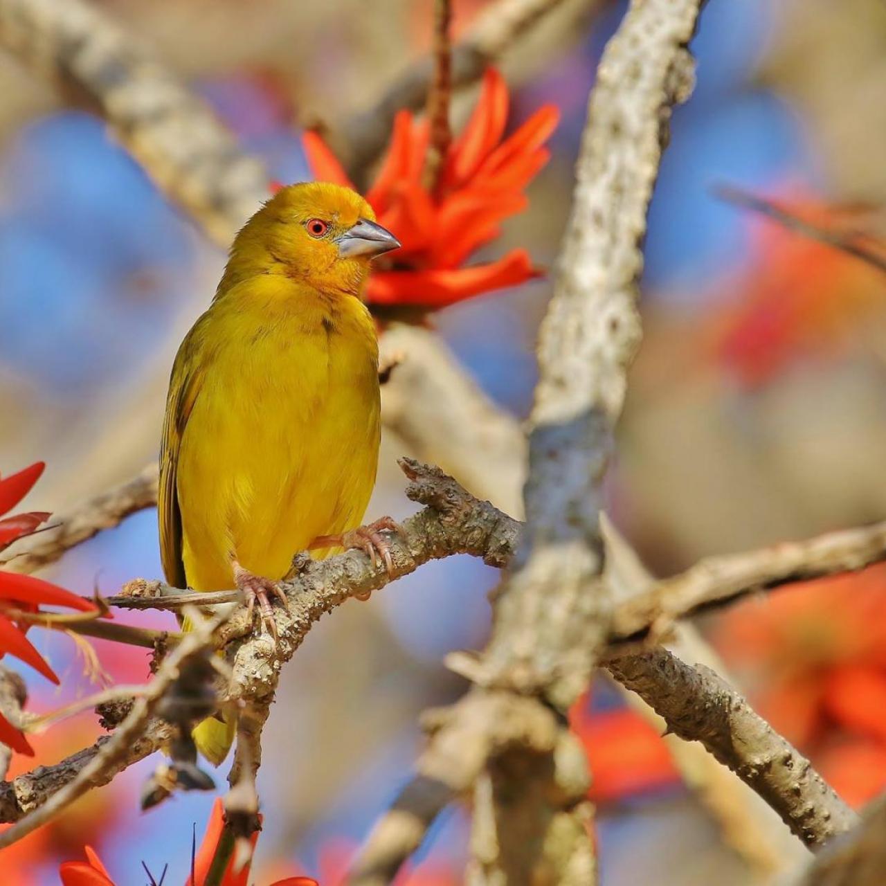 Yellow Weaver by Trevor Charters