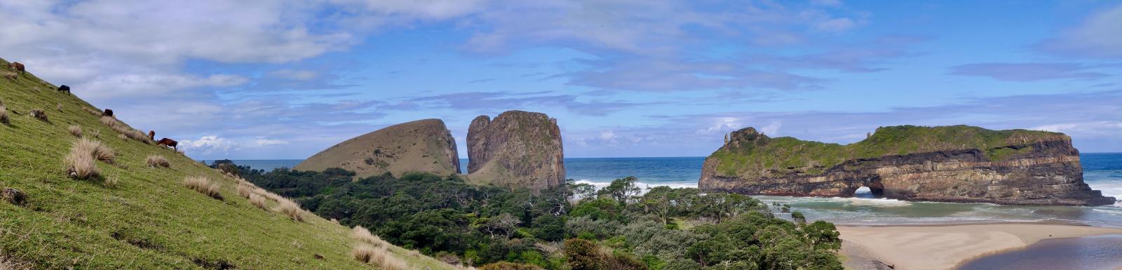 Rolling green hillside, cows grazing, Whale's Back, milkwood forest & Hole in the Wall panorama