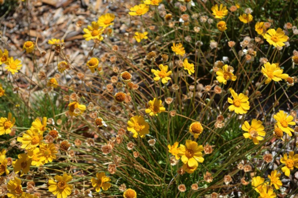 Tall yellow daisy