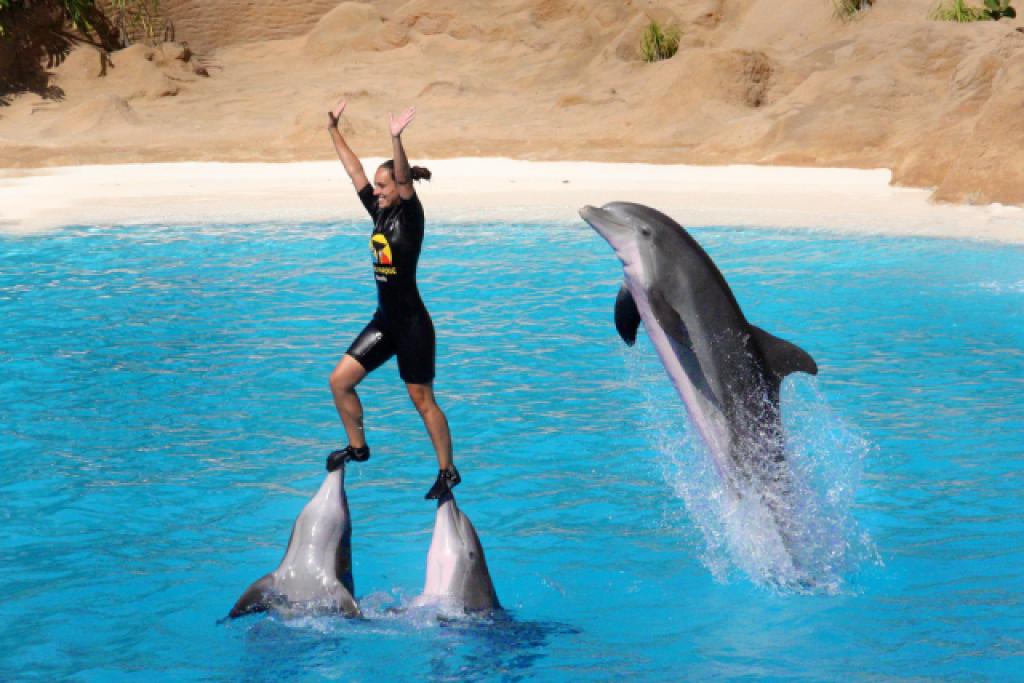 Dolphins doing tricks