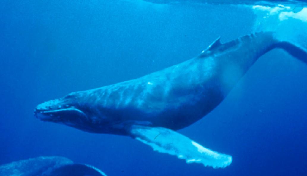 Humpback whale underwater