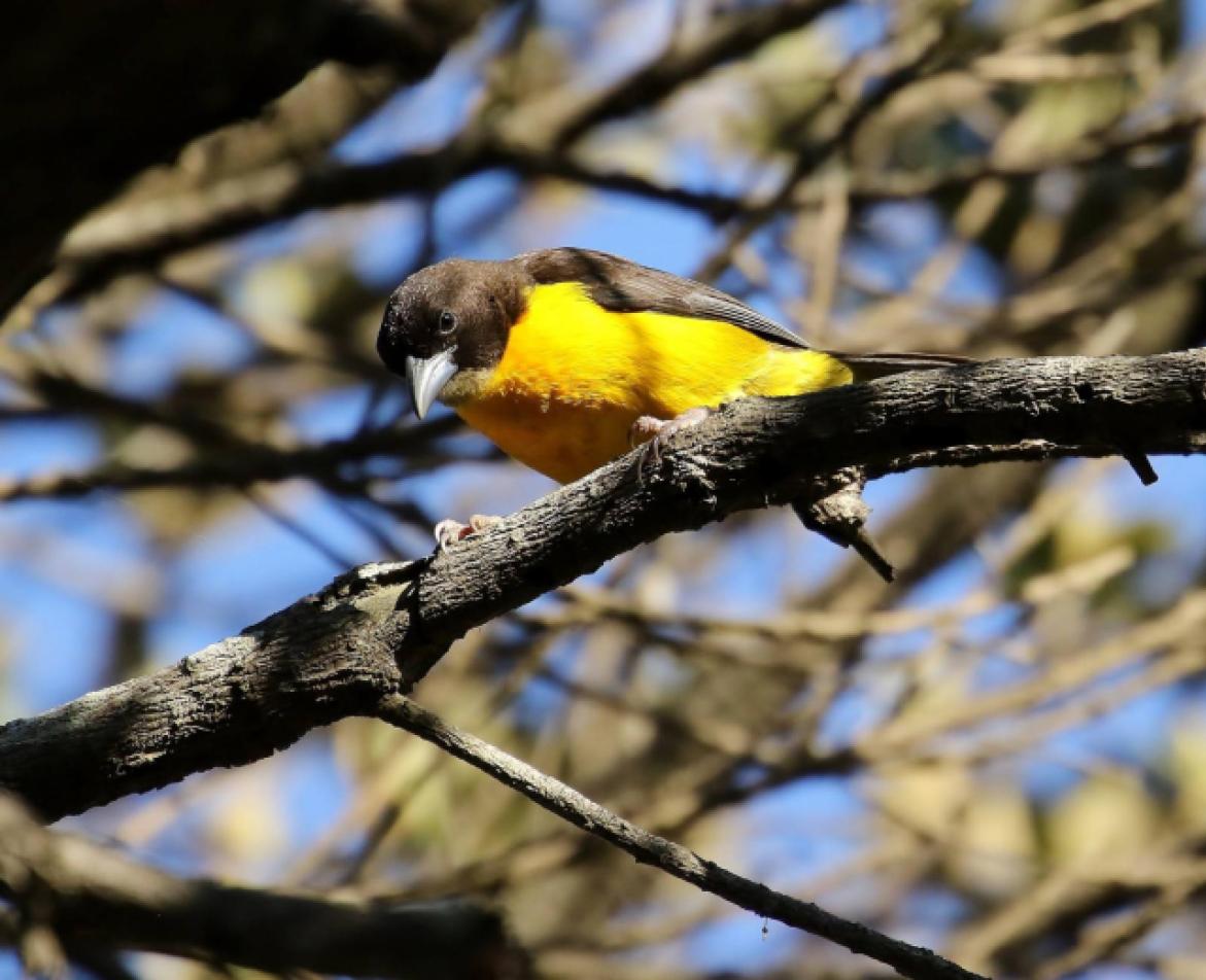 Dark Backed / Forest Weaver by Trevor Charters