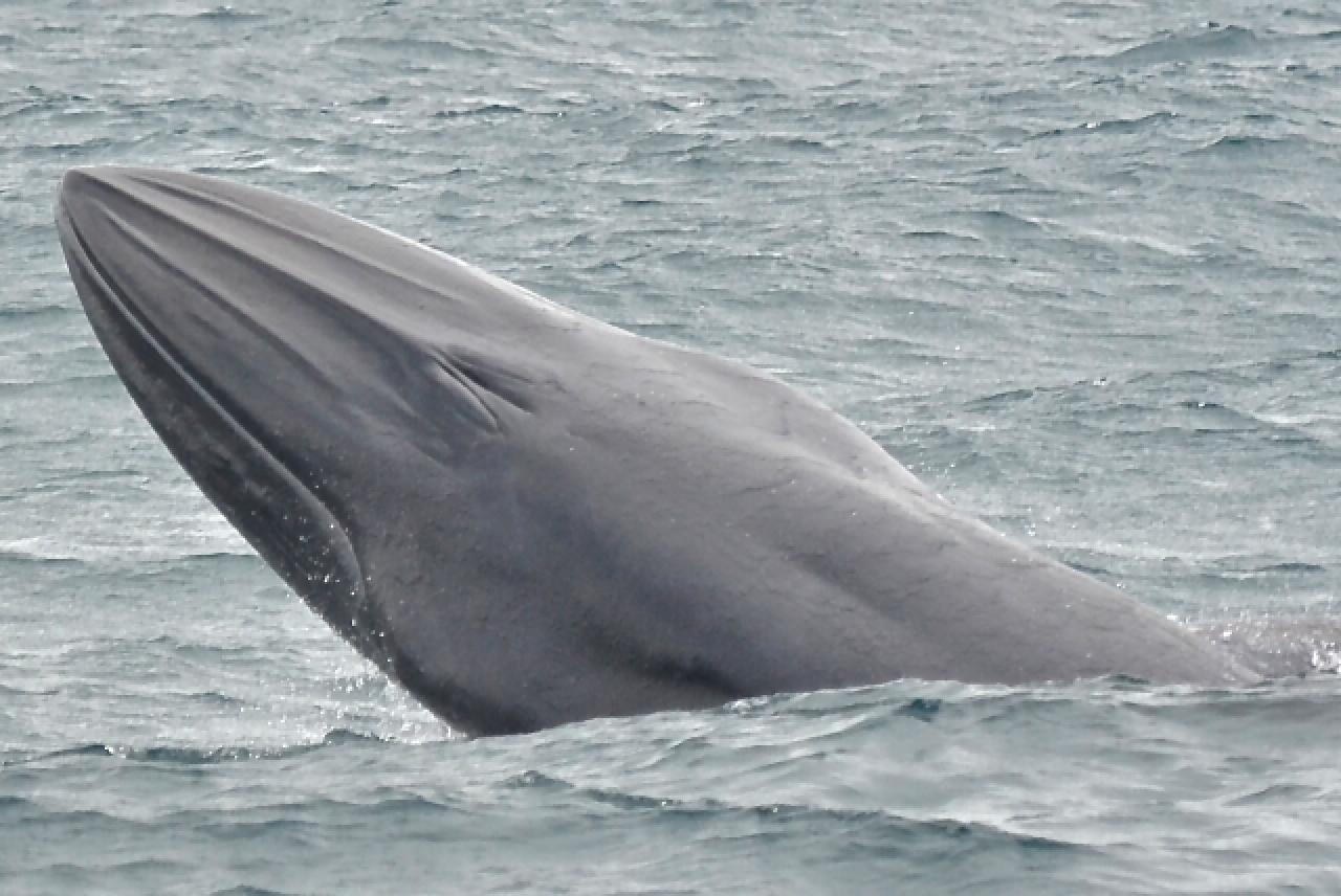 Bryde's Whale Bryde's Whale
