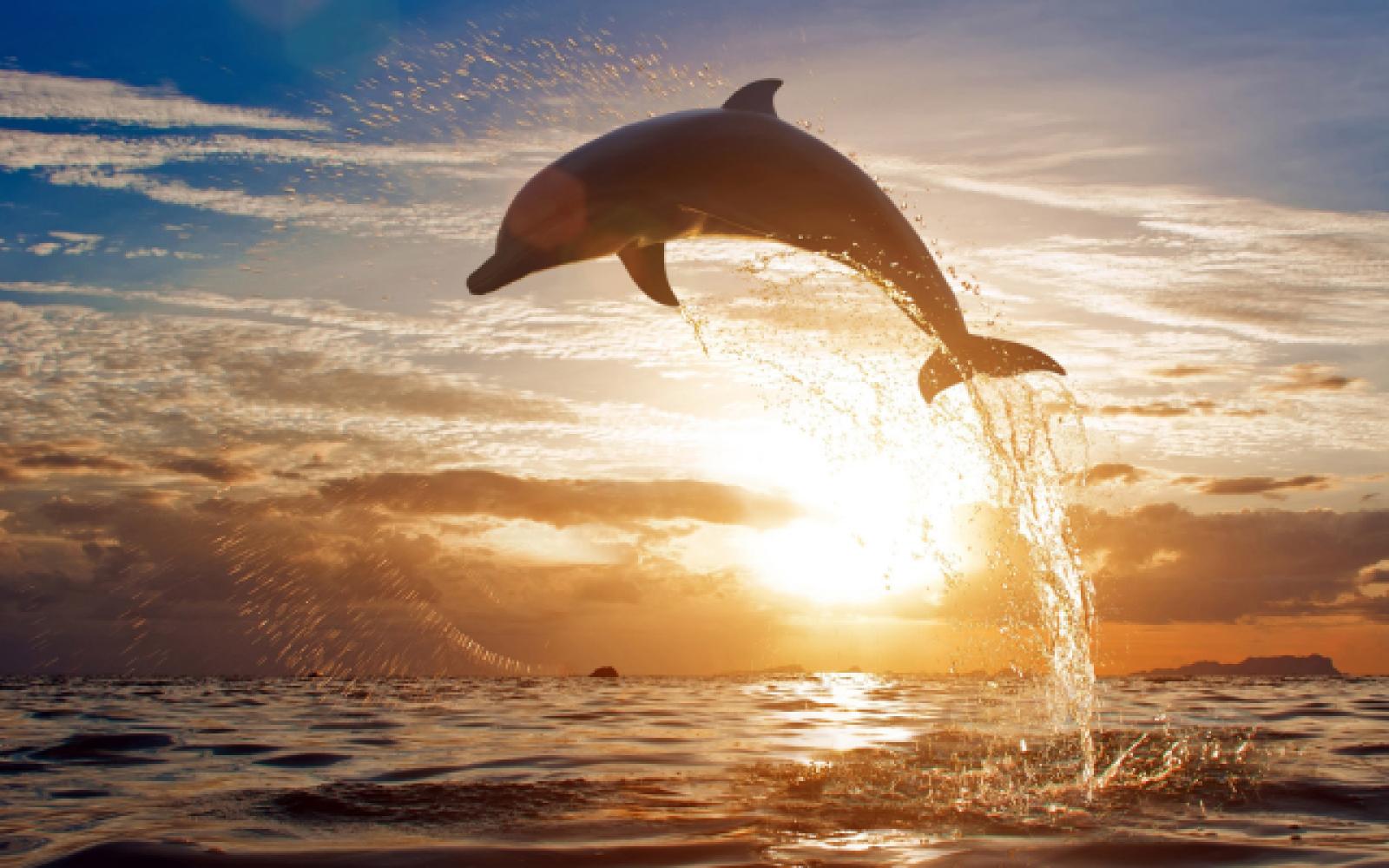 Dolphin Dolphin
