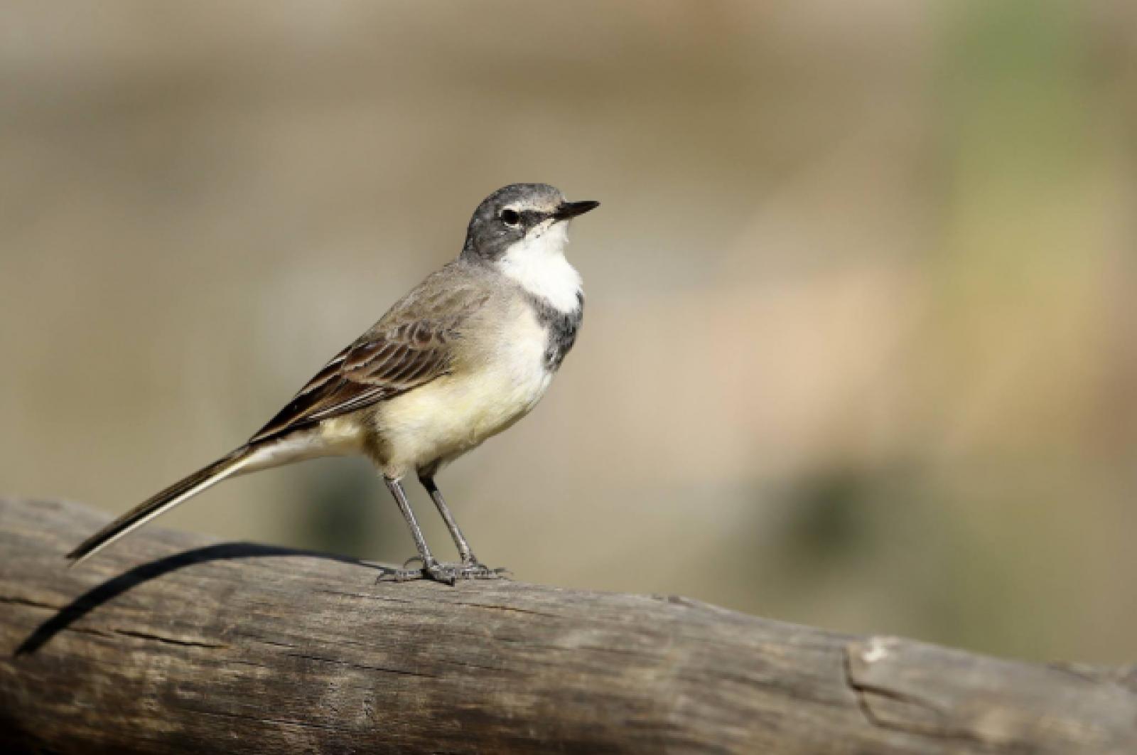 Cape Wagtail (f) by Trevor Charters