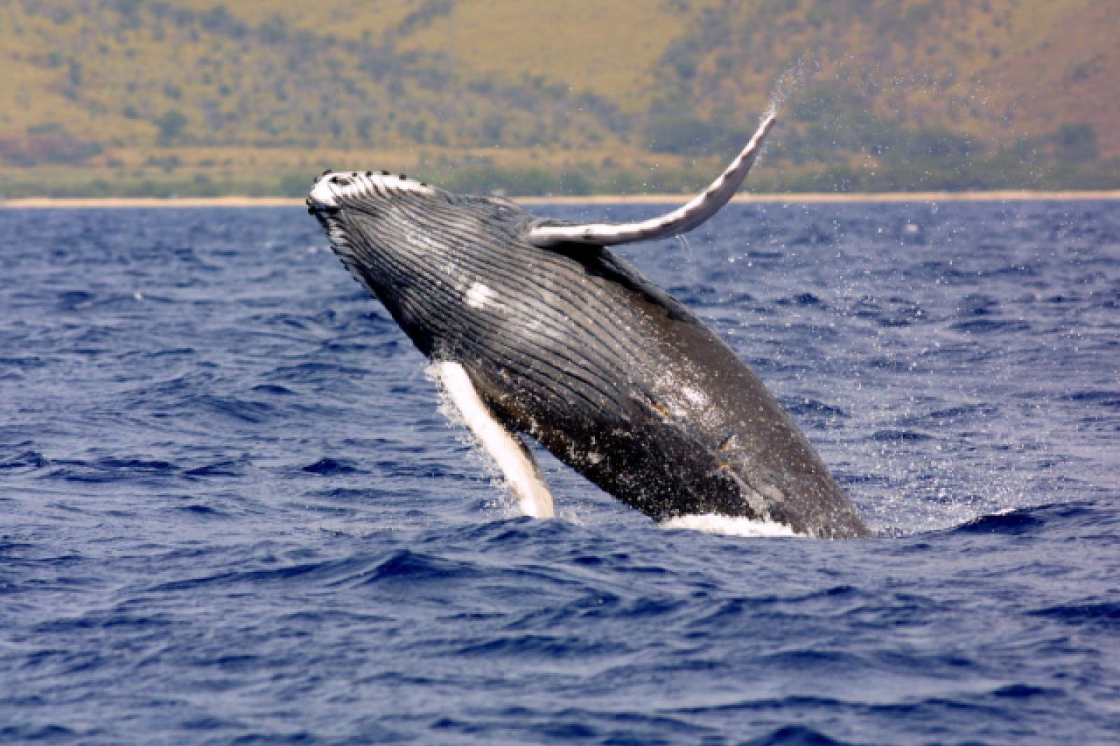 Humpback whale