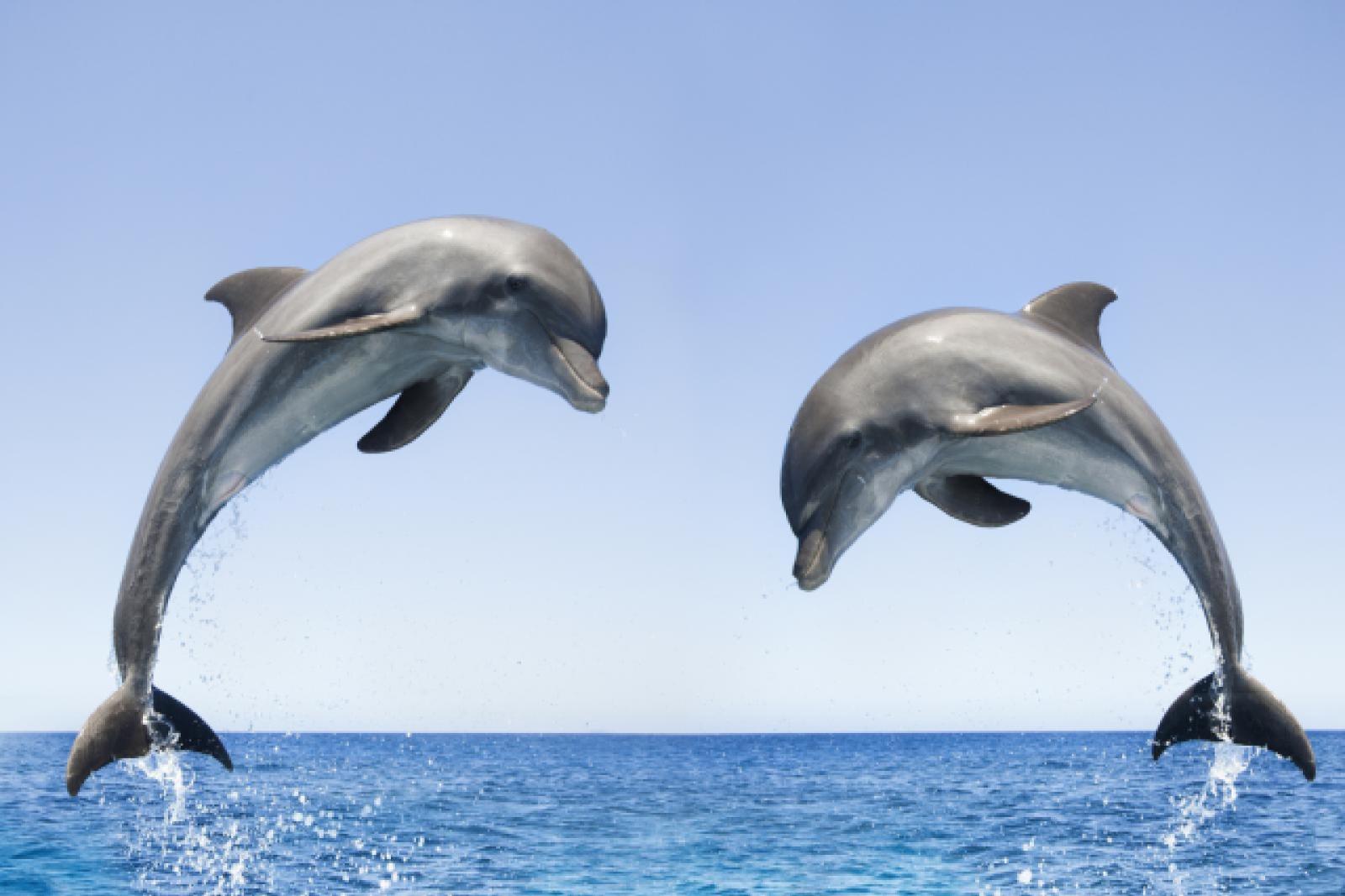 Dolphins jumping