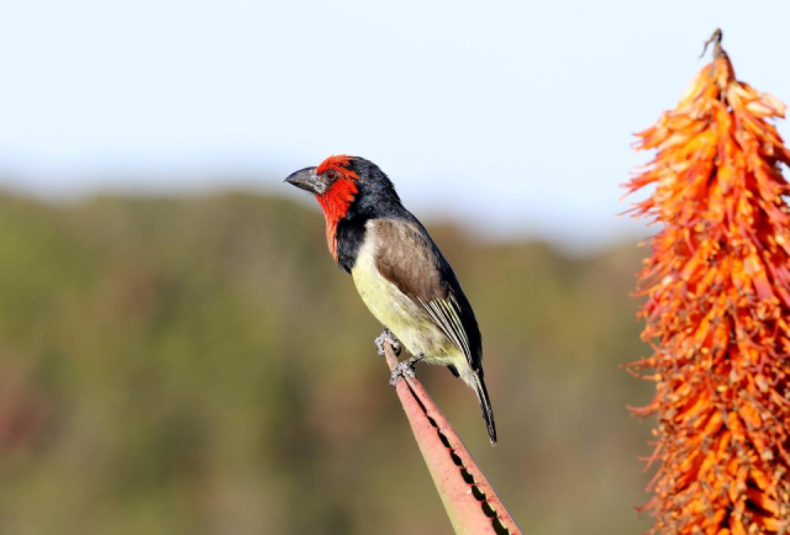 Black Collared Barbet by Trevor Charters