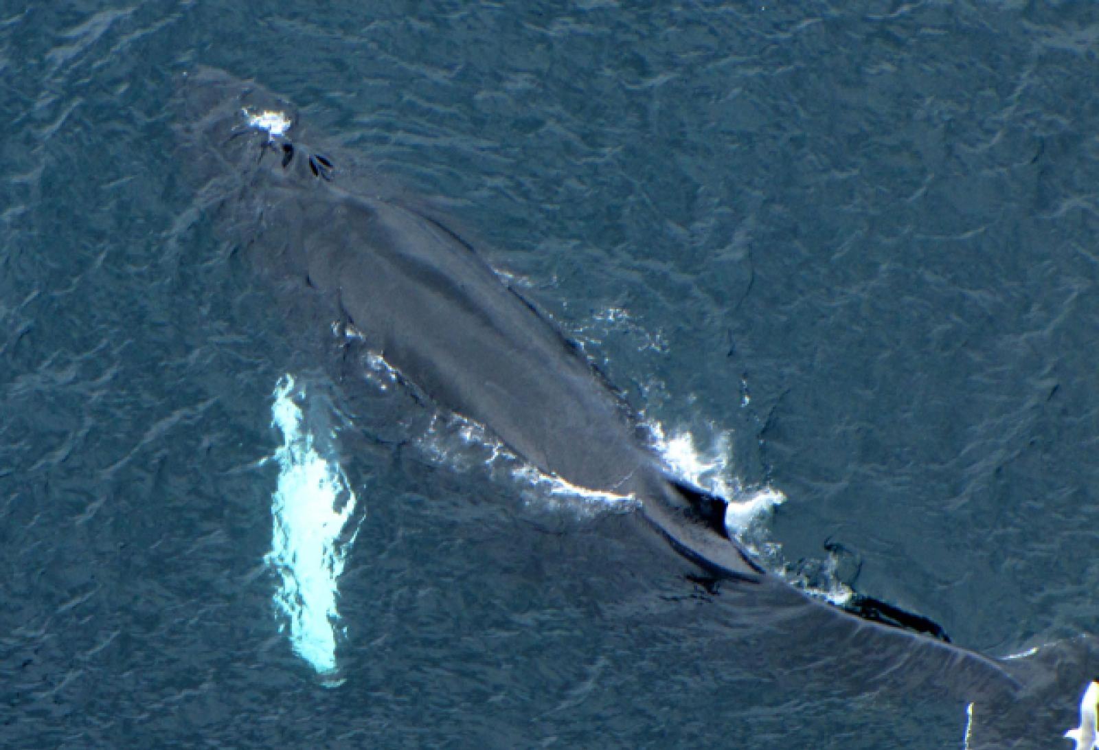 Humpback whale blowholes