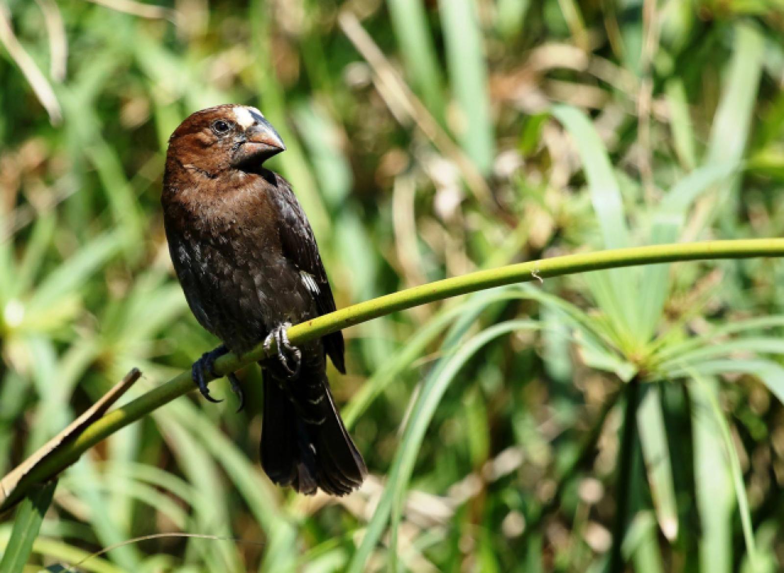 Thick Billed Weaver by Trevor Charters