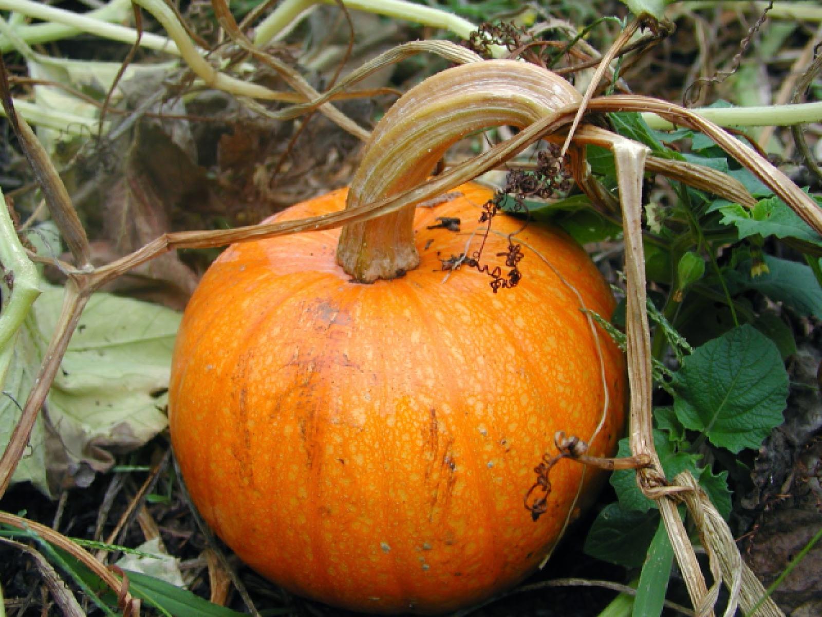 Pumpkin ripening on withered stalks