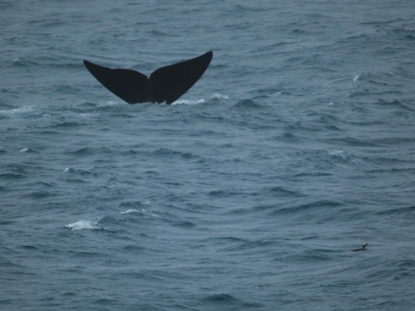 Southern Right Whale and Gentoo Penguin Southern Right Whale and Gentoo Penguin
